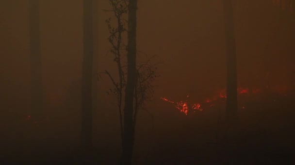 燃えている森 保全が燃えている 制御された燃焼 森の中の火災 — ストック動画