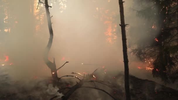 Hořící Les Oheň Stromy Tráva Kouř Kouř — Stock video