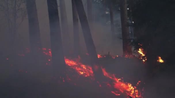 Fogo Chamas Fogo Floresta Fumaça Fogo Floresta Floresta Fumaça — Vídeo de Stock