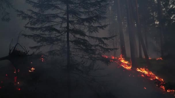Brand Het Bos Behoud Branden Gecontroleerde Verbranding — Stockvideo