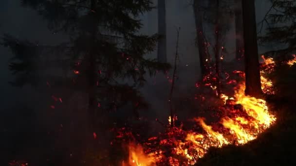 Feuer Wald Naturschutz Brennt Kontrollierte Verbrennung — Stockvideo