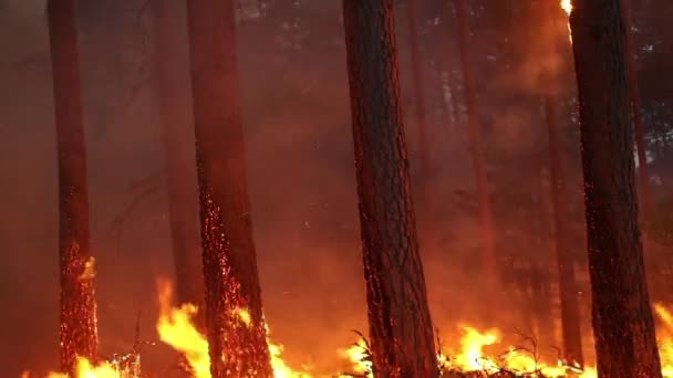 Brûler Bois Dans Une Forêt Conservation Brûlant Combustion Contrôlée — Video