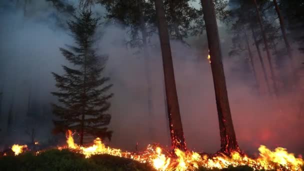 Fuego Bosque Verano Quema Conservación Quema Controlada — Vídeos de Stock