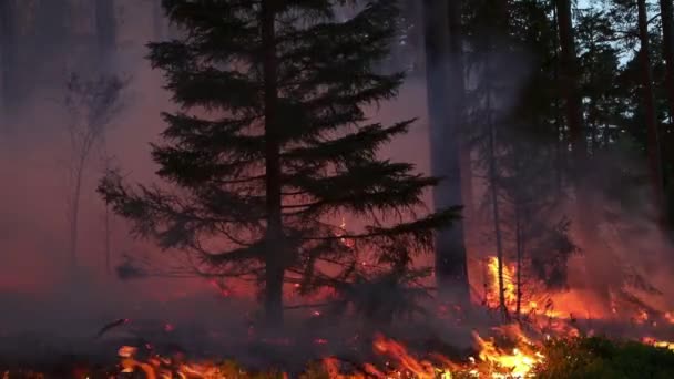 Fogo Floresta Queima Conservação Queima Controlada — Vídeo de Stock
