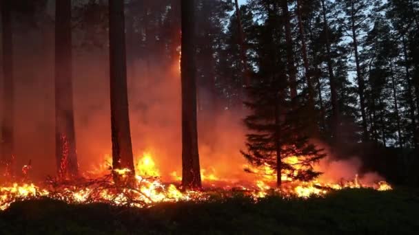Feuer Einem Wald Naturschutz Brennt Kontrollierte Verbrennung — Stockvideo
