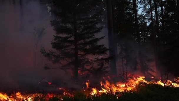 숲에서 불타는 통제되는 불타는 — 비디오