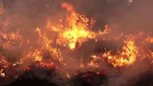 Brand Een Bos Behoud Branden Gecontroleerde Verbranding — Stockvideo