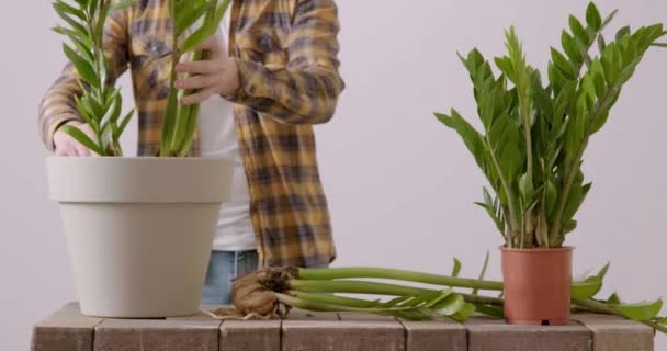 Erkek Bahçıvan Nakil Tesisleri Daha Elverişli Büyüme Için Yeni Saksılarda — Stok video