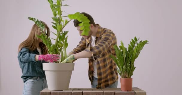 Dois Amantes Juntos Replantam Uma Grande Flor Zamioculcas Dois Jovens — Vídeo de Stock