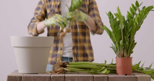 Молодой Садовник Пересаживает Цветок Замиокульки Крупный План Человека Зеленых Перчатках — стоковое видео