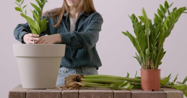 Gardener Woman Transplants Indoor Plants Zamioculcas Flower Replanting Garden House — Vídeo de stock