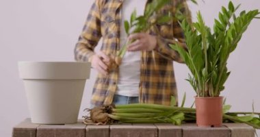 Man who loves indoor plants replants several zamioculcas flowers at the same time. Close-up image of a man slowly arranging a sprig of flowers in a flowerpot. Plant replanting concept