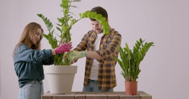 Young Family Replants Large Zamioculcas Flower Home Woman Man Together — Stok video