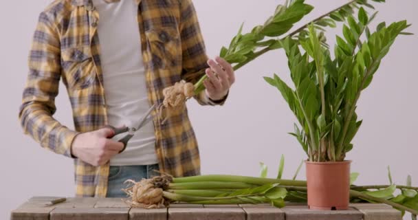 一个男人重新种植盆栽花的特写 一个穿衬衫的人用剪刀擦去花薯根 在家庭条件下重新植花的概念 — 图库视频影像