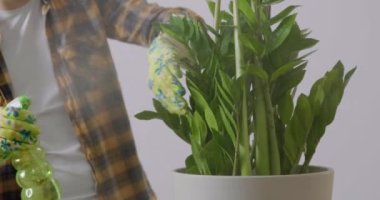 Close-up shot of young florist in garden clothes spraying water on potted houseplants with sprayer. Close-up of male gardener spraying a large Zamioculcas flower using a spray bottle.