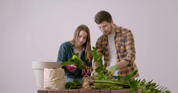 Two Young Florists Work Replant Zamioculcas Flower Large Pot Two — Stockvideo