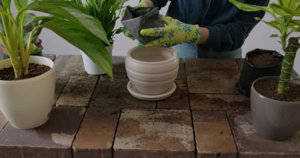 Close Image Flowering Brick Table Replanting Flowers Woman Transplants Plants — Stockvideo