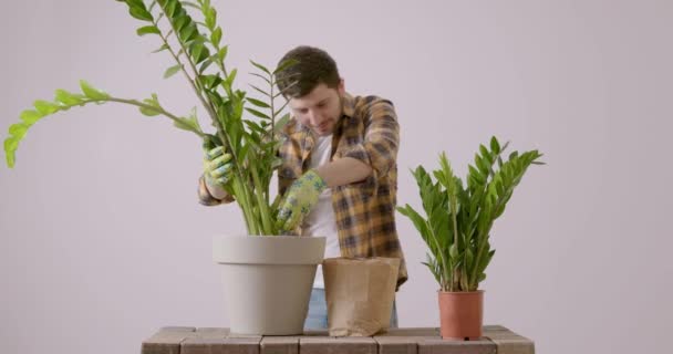 Male Gardener Replanting Zamioculcas Flower Larger Pot Young Florist Process — Vídeo de Stock