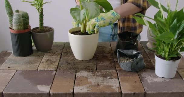 Close How Male Gardener Uses Gloves Place Special Soil Pot — Vídeo de stock