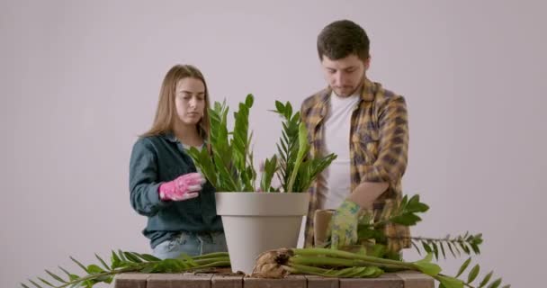 Familie Tânără Replantează Împreună Floare Zamioculcas Într Oală Mare Doi — Videoclip de stoc