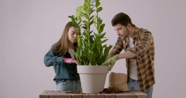 Δύο Νέοι Και Χαρούμενοι Φίλοι Τοποθετούν Χώμα Ενός Λουλουδιού Μια — Αρχείο Βίντεο