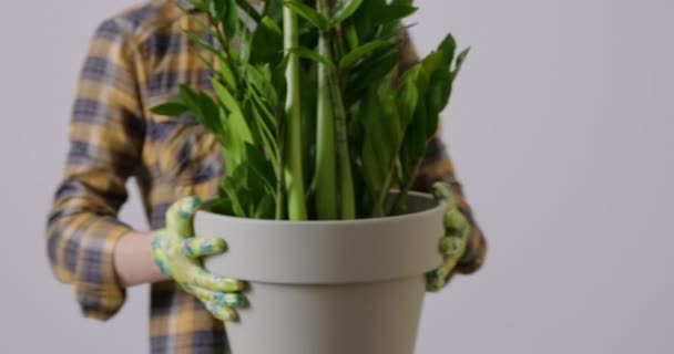 Męski Ogrodnik Roboczej Koszuli Rękawiczkach Przynosi Duży Kwiat Zamioculcas Kładzie — Wideo stockowe