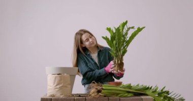 Genç bir kadın evi için bir Zamioculcas çiçeği dikmek istiyor ve dikkatlice analiz ediyor sonra da kameraya gösteriyor. İç mekan bitkilerini seven ve daha çok yeşil çiçek dikmeyi seven genç bir kadın..