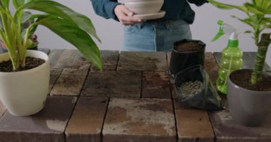 In the foreground, a work table and a woman placing the new ceramic pot and the flower that will be replanted on the table. Indoor plant care. The woman replants a Spathiphyllum plant at home.