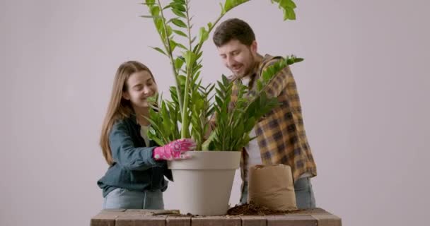 Two Cheerful Brothers Together Replant Large Zamioculcas Plant New Larger — Wideo stockowe