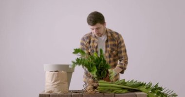 Florist man working to untie the roots of a Zamioculcas flower and wants to plant it in a bigger pot. Young gardener taking care of the flowers in his garden alone. Flower care concept