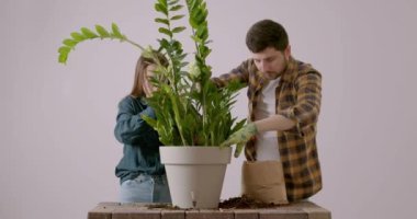 Two co-workers while planting a large Zamioculcas flower. Two young florists place the flower sprigs together in a large pot so that they grow well. Work process and flower replanting.