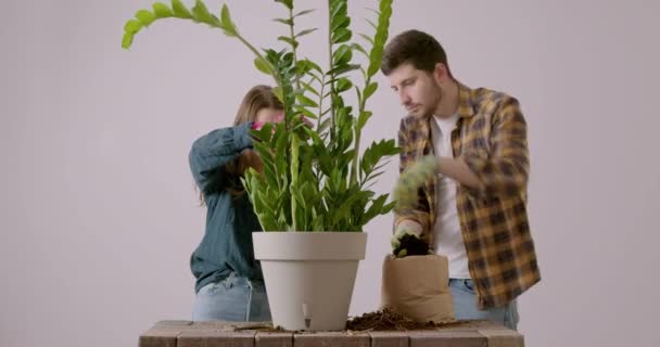 Doi Tineri Îndrăgostiți Replantează Împreună Floare Zamioculcas Pentru Casa Lor — Videoclip de stoc