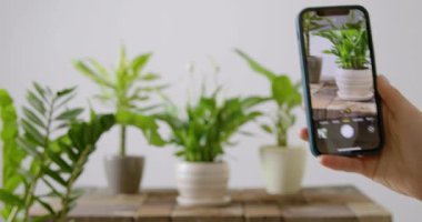 Bulanık ve beyaz arka planda, yeni saksılara yeniden dikilmiş yeşil çiçekleri görebilirsiniz. Bir hanımefendinin eli mermer bir masaya dizilmiş çiçeklerin modern telefon pozlarıyla.