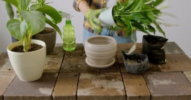 Close-up image of how a man with green gloves takes a fourth flower out of a small flowerpot and replants it in a new ceramic flowerpot. Gardener who takes care of indoor flowers and fertilizes them.