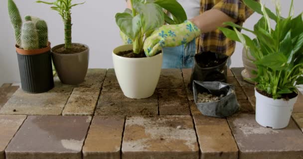 Close Image Work Table Male Gardener Gloves Puts New Soil — Stock Video