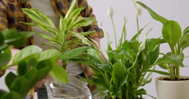 Detailní Záběr Mnoha Rostlin Zelených Květináčích Které Byly Znovu Vysázeny — Stock video