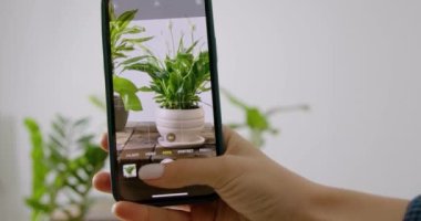 Çiçekçide yeşil bitkilerin fotoğraflarını çekerken telefonun yakın plan görüntüsü. Sosyal ağlar için içerik oluştururken Sosyal Medya Yöneticisi, yeşil bitkileri ve telefonu olan bir çiçekçi için