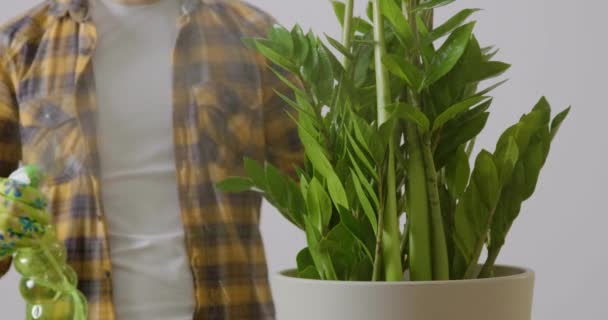 スプリンクラーで大きなザミイコカシス植物を噴霧しながら 男性庭師 花屋の緑の花に水をやる花屋のクローズアップショット 緑の植物の概念 — ストック動画