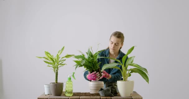 Красивая Брюнетка Сажает Зеленый Цветок Спатифилума Новый Керамический Горшок Белой — стоковое видео