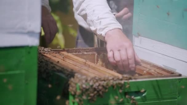 集中的なクローズアップ ハチを運転して蜂蜜を除去するためにハチミツで煙を作る2つの養蜂家の手 空中にミツバチがたくさんいる 蜂蜜から蜂蜜を取り除くプロセス — ストック動画