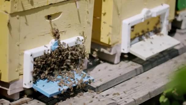 Κοντινό Πλάνο Εικόνα Κυψέλες Και Πολλά Σμήνη Από Μέλισσες Φέρνοντας — Αρχείο Βίντεο