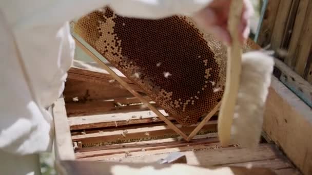 在特写镜头中 一位养蜂人穿着一套特殊的衣服 把蜂箱从蜂箱中取出 并用扫帚赶走蜜蜂 许多蜜蜂在蜂窝上乱飞 — 图库视频影像