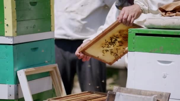 Zbliżenie Wizerunku Kilku Uli Pszczelarze Dokładnie Analizują Które Plastry Miodu — Wideo stockowe