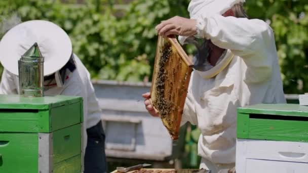Doi Apicultori Îmbrăcați Haine Albe Protecție Alungă Albinele Fumător Îndepărtează — Videoclip de stoc