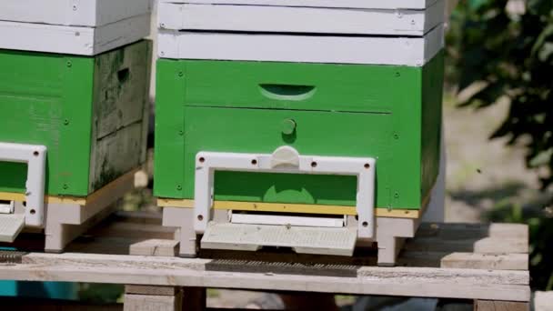 Közelkép Néhány Méhkaptárról Méhkaptárak Fiatal Vállalkozók Kertjéből Akik Elkezdtek Egy — Stock videók