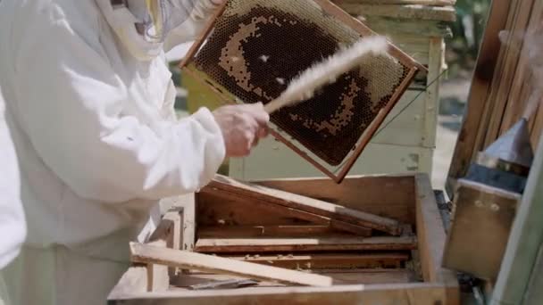 適切な保護服を着た何人かの養蜂家は ハチをブロムでハチから慎重に追い払います アマチュア養蜂家である2人の男が蜂から蜂蜜を絞る — ストック動画