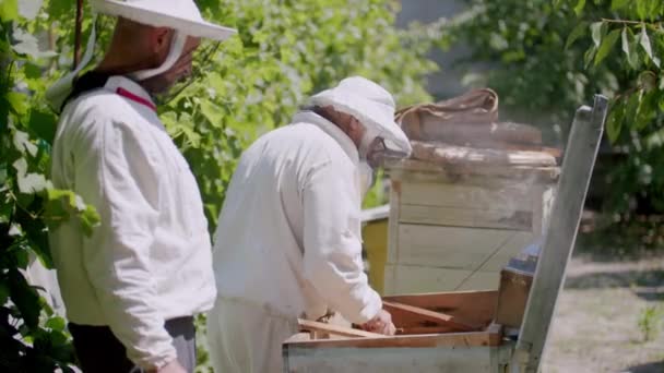 两个身穿白色防护服的邻居们都有养蜂的嗜好 两个初学者养蜂人把蜂窝从蜂窝中取出来 — 图库视频影像