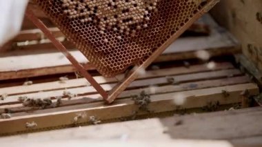 Arı kovanlarının yakınında, elinde süpürge olan bir arı yetiştiricisinin arıları kovaladığı yerde. Bir arı yetiştiricisinin arı kovanından bal alma süreci. Hobi, arıcılık işi.