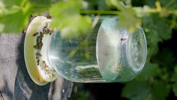 Glazen Pot Vol Water Voor Bijenfamilies Close Van Verschillende Bijen — Stockvideo