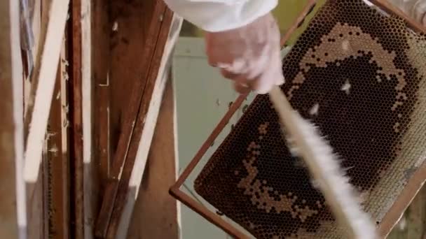 一个穿着特殊西服的养蜂人的特写镜头 把蜂箱从蜂箱中取出 并用扫帚赶走蜜蜂 许多蜜蜂在蜂窝上方乱飞 故事的垂直视频 — 图库视频影像